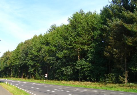 Zur Abholzung vorgesehen, 10ha