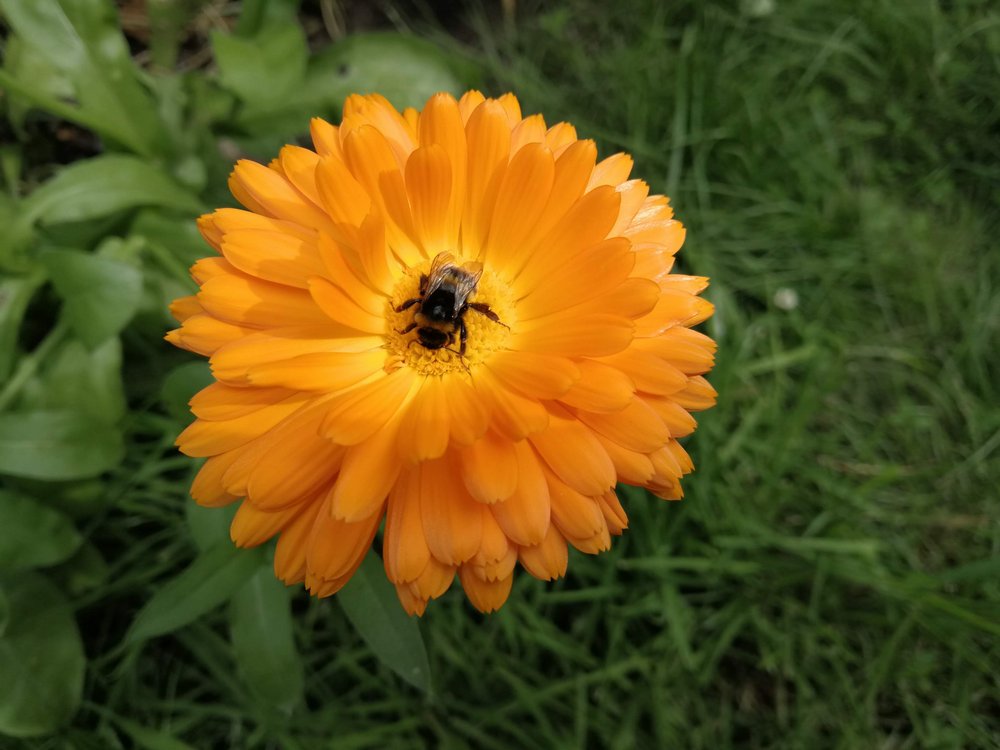 Hummel auf einer Ringelblume